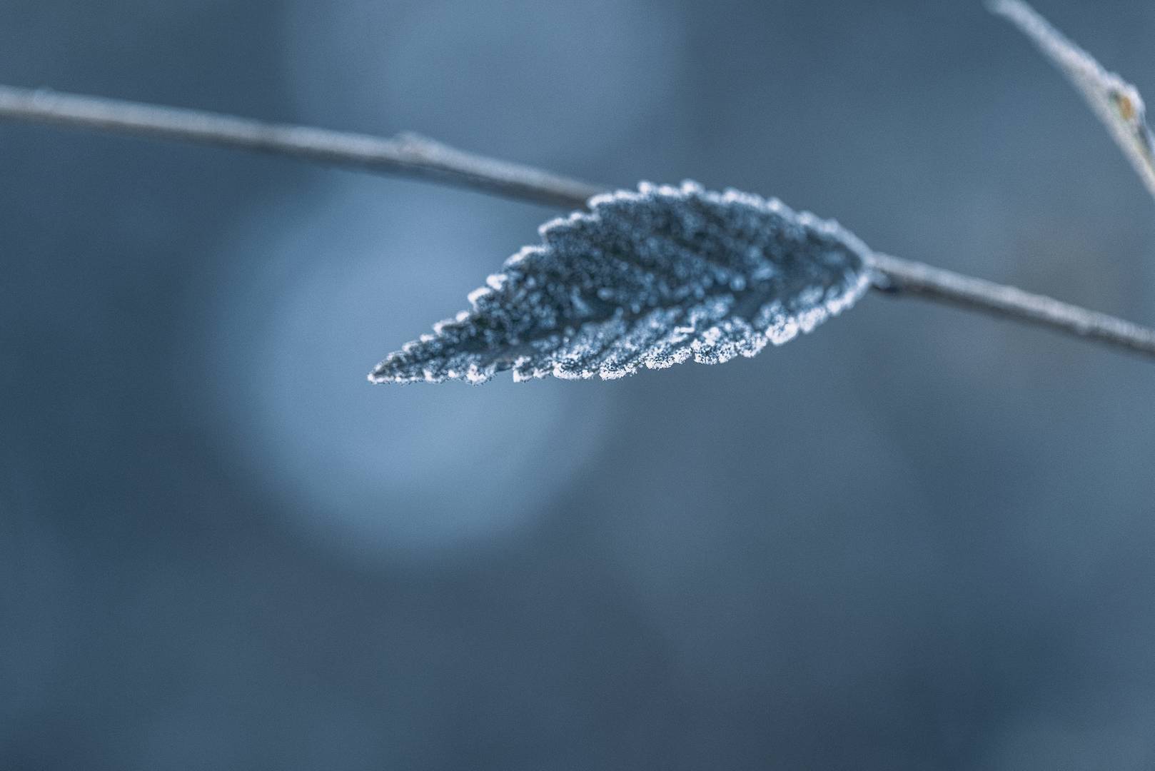 低場(chǎng)核磁共振T1/T2弛豫時(shí)間與成像技術(shù)在耐寒性植物中的研究